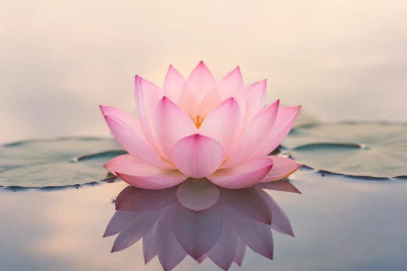 Fleur de lotus